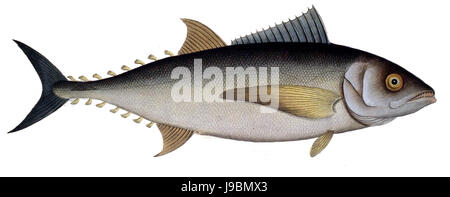 Thunnus thynnus1 Foto Stock