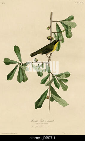 Roscoe gialla della gola (Audubon) Foto Stock