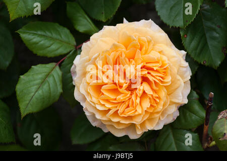 Primo piano di Rosa Crown Princess Margareta, una rosa arrampicata di David Austin con petali albicocca-arancio che fioriscono in un giardino inglese, Inghilterra, Regno Unito Foto Stock