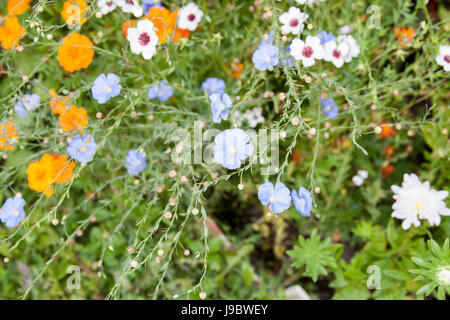 Belle fiori lino su un letto in un giardino Foto Stock