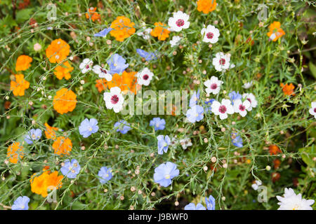 Belle fiori lino su un letto in un giardino Foto Stock