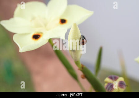 Rosso e nero coccinella maculato strisciando su un Dietes giallo fiore in un giardino Foto Stock