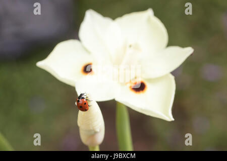 Rosso e nero coccinella maculato strisciando su un Dietes giallo fiore in un giardino Foto Stock