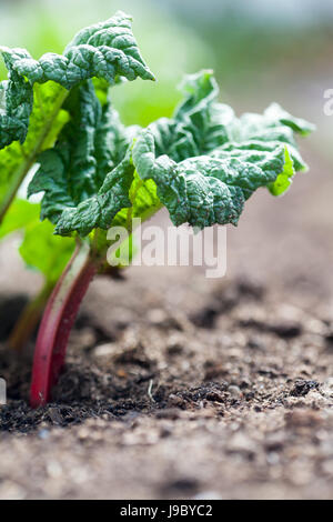 Crescendo il rabarbaro nel giardino di casa Foto Stock