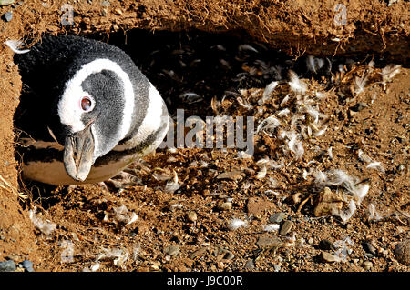 I Pinguini Megellanic effettuano uno scavo-in su la Isla Magdalena su 3/14/2014 Foto Stock