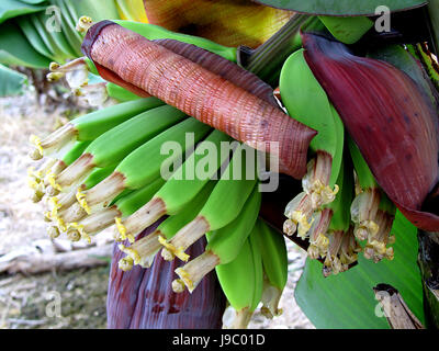 Un close-up di un albero di banane in Antigua - 3/18/2011 Foto Stock