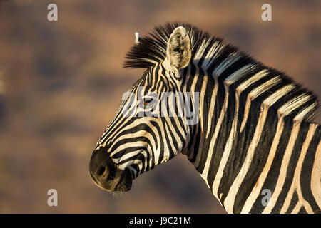 Lato sul colpo alla testa ritratto di Burchells Zebra in bella luce calda su un sfocato sfondo marrone Foto Stock