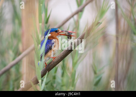 Malachite Kingfisher con pesce, tra i giunchi sulla riva del fiume Chobe, Botswana. Il pesce e l'uccello fare un buon contatto visivo! Foto Stock