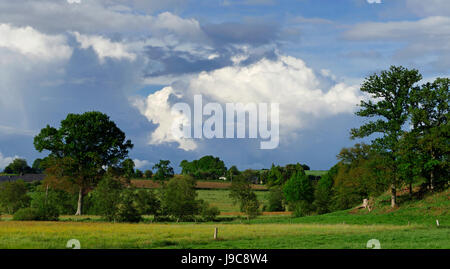 La prateria in primavera (Nord Mayenne, Paese della Loira, in Francia, in Europa). Foto Stock