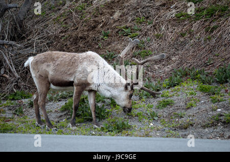 Il pascolo delle renne sul lato strada erba Foto Stock