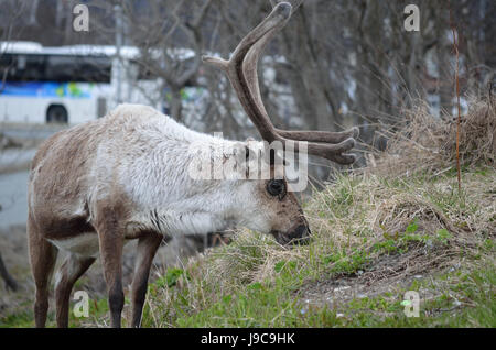 La renna di pascoli e di alimentazione su erba verde closeup Foto Stock