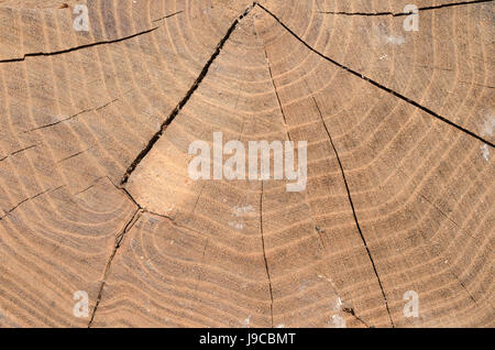 Crepe sul moncone, tagliare il legno texture Foto Stock