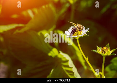 La bee pollinates il fiore di fragola. Gli insetti su un fiore bianco Foto Stock