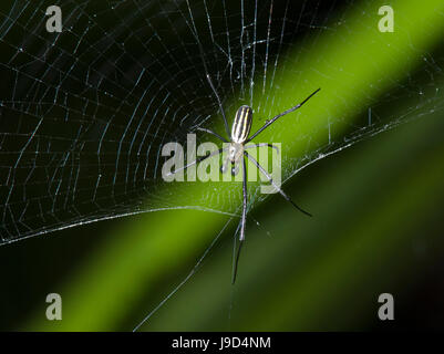 Maschio adulto Golden Orb-weaver (Nephila pilipes) nel suo web, estremo Nord Queensland, FNQ, QLD, Australia Foto Stock