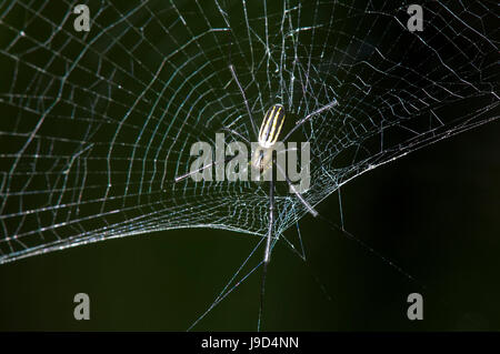 Maschio adulto Golden Orb-weaver (Nephila pilipes) nel suo web, estremo Nord Queensland, FNQ, QLD, Australia Foto Stock