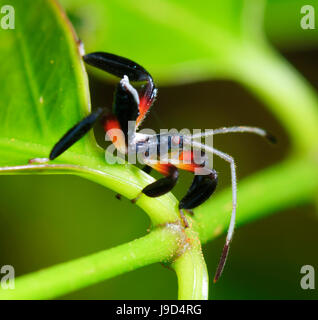 Foglia-footed Bug (Instar bispina Pternistria), Coreidae, estremo Nord Queensland, FNQ, QLD, Australia Foto Stock