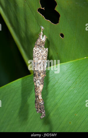 Caso Moth, estremo Nord Queensland, FNQ, QLD, Australia Foto Stock