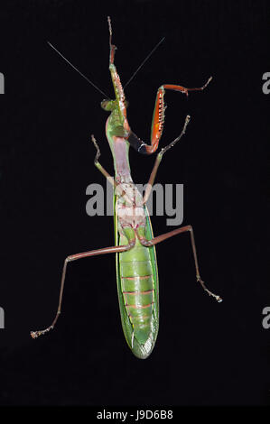 Mantide Religiosa su una finestra di notte, estremo Nord Queensland, FNQ, QLD, Australia Foto Stock