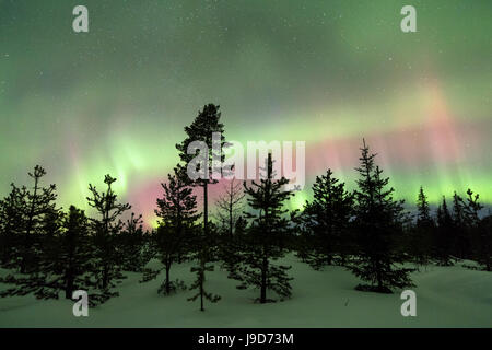 Luci colorate delle luci del nord (Aurora Boreale e il cielo stellato su i boschi innevati, Levi, Sirkka, Kittila, Finlandia Foto Stock