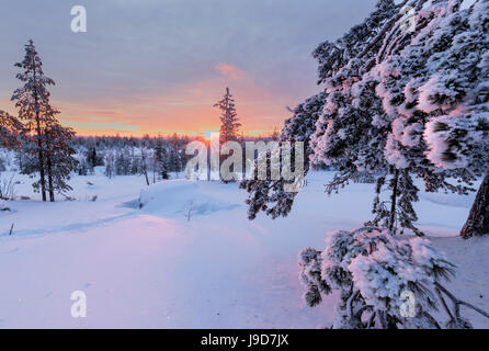 Luci rosa dell'artico tramonto illuminano i boschi innevati, Vennivaara, Rovaniemi, regione della Lapponia, Finlandia, Europa Foto Stock