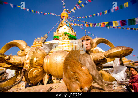 Sacro Tempio delle Scimmie (Swayambhunath Tempio), il Sito Patrimonio Mondiale dell'UNESCO, Kathmandu, Nepal, Asia Foto Stock