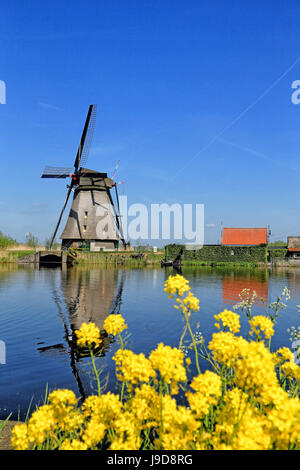 Mulino a vento a Kinderdijk, Sito Patrimonio Mondiale dell'UNESCO, South Holland, Paesi Bassi, Europa Foto Stock