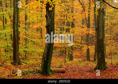 Bosco autunnale, Kastel-Staadt, Renania-Palatinato (Renania-Palatinato), Germania, Europa Foto Stock