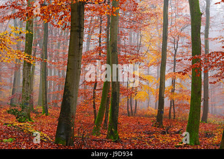 Bosco autunnale, Kastel-Staadt, Renania-Palatinato (Renania-Palatinato), Germania, Europa Foto Stock