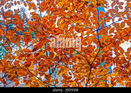 Bosco autunnale, Kastel-Staadt, Renania-Palatinato (Renania-Palatinato), Germania, Europa Foto Stock