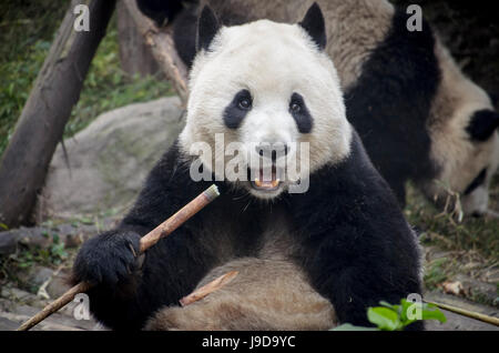 Chengdu Research Base del Panda Gigante Allevamento, Chengdu, nella provincia di Sichuan, in Cina, Asia Foto Stock