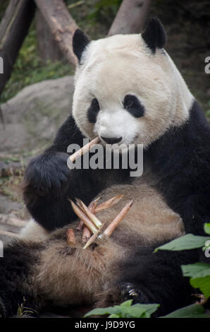 Chengdu Research Base del Panda Gigante Allevamento, Chengdu, nella provincia di Sichuan, in Cina, Asia Foto Stock