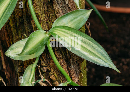 Il verde delle foglie della pianta Vanilla planifolia martinetti ex Andrews. È originaria del Messico e America Centrale, ed è una delle fonti primarie per la vaniglia F Foto Stock