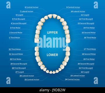 Adulto bocca umana con numerazione dente grafico su sfondo blu Illustrazione Vettoriale