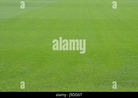 Green, campo, molla, carta, area campionato federale, piatta, prato, calcio Foto Stock