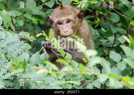 Macachi mangiatori di granchi (Macaca fascicularis) o di lunga coda Macaque Animale guardando dritto nella telecamera mentre alimentando il parco locale in Thailandia Foto Stock