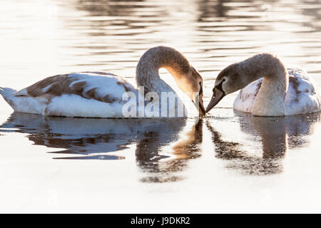Cigni fare una romantica vista in golden luce invernale sulle sponde di un lago in Bushy Park West London Foto Stock