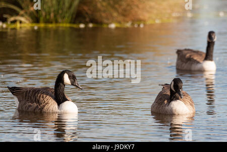 Tre Oche del Canada in warm Early Morning Light Foto Stock