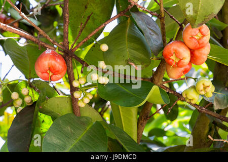 Acqua Apple, Sekinchan, Malaysia. Foto Stock
