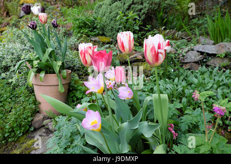 I tulipani bulbi che cresce in terra cotta nasse calate in un giardino di roccia rockery in primavera su un pendio in zone rurali del Galles UK KATHY DEWITT Foto Stock