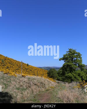 Cateran Trail tra Alyth e Kirkton Of Glenisla Scozia Maggio 2017 Foto Stock