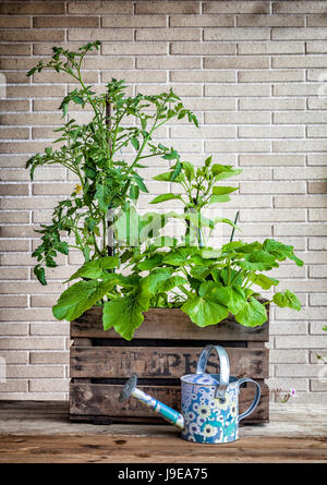 Una piccola città giardino vegetale in un vintage scatola di frutta con pomodoro, peperone e zucchine piante. Foto Stock