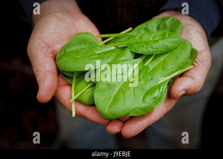 Appena raccolto baby spinaci detenute in un uomo con le mani in mano. Foto Stock