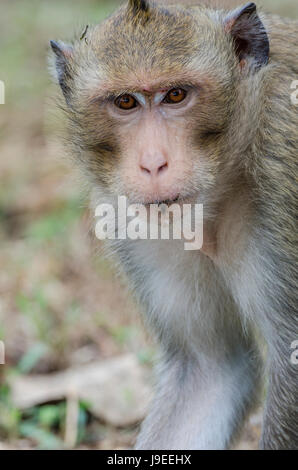 Macachi mangiatori di granchi (Macaca fascicularis) o di lunga coda Macaque Animale guardando dritto nella telecamera mentre alimentando il parco locale in Thailandia Foto Stock