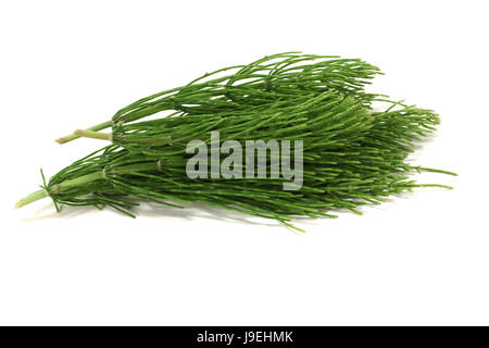 L'omeopatia, la coda di cavallo, pianta medicinale, naturopatia, i medicinali omeopatici, verde Foto Stock