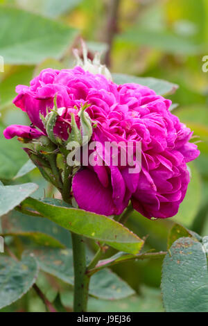 Fiore doppio e bud del molto fragrante Portland damasco rosa, rosa 'De Resht' Foto Stock
