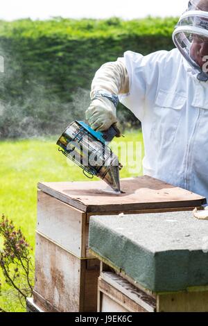 Apicoltore utilizzando fumatore per tranquillizzare la colonia di api prima di ispezione, Norfolk, Inghilterra, maggio. Foto Stock