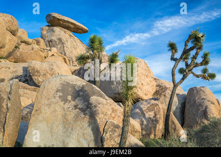 Rocce Jumbo a Joshua Tree National Park, California, Stati Uniti d'America. Foto Stock