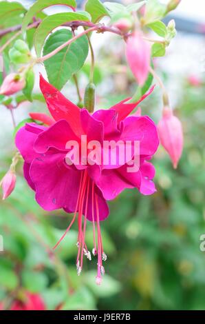 Rosa unico Fiore Fucsia Foto Stock