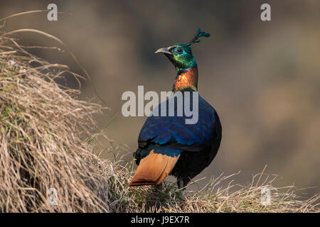 Himalayan Monal Foto Stock