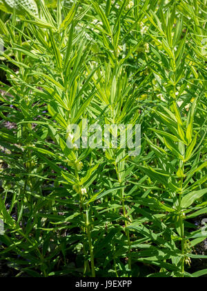 Close up della fioritura gambi di Polygonatum verticillatum Nana serbo Foto Stock